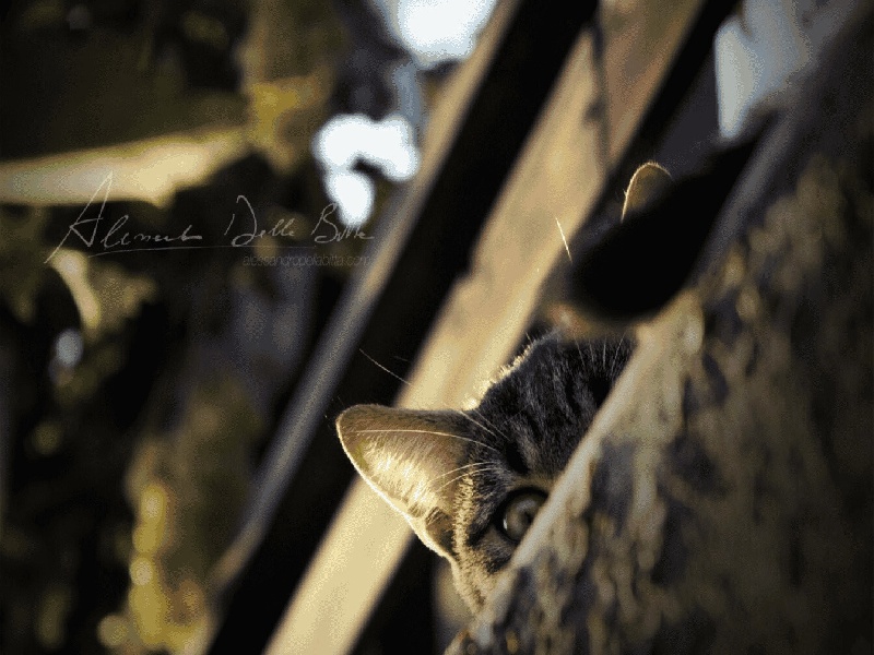 怎么获得试管皮肤，试管成功后感觉